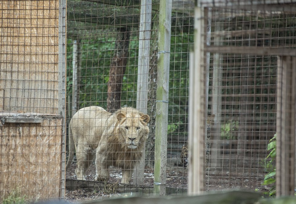 Zoopark ve Zvoli v den, kdy z něj utekla puma. 28. června 2018