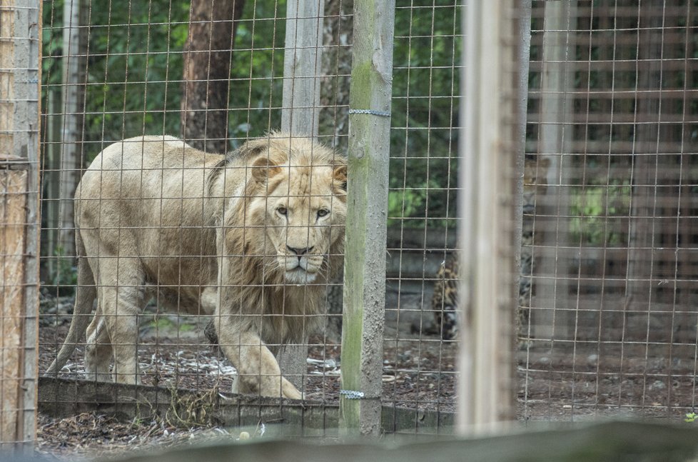 Zoopark ve Zvoli v den, kdy z něj utekla puma. 28. června 2018