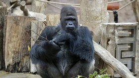 Gorilí celebrita Richard už je opět při chuti, jeho oddělení od ostatních nebylo nutné.