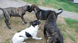 Smečka psích „kluků“ zachránila těžce zraněnou fenku