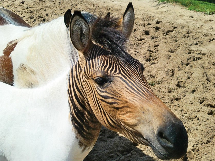 Zorse vzniká zkřížením samce zebry s klisnou