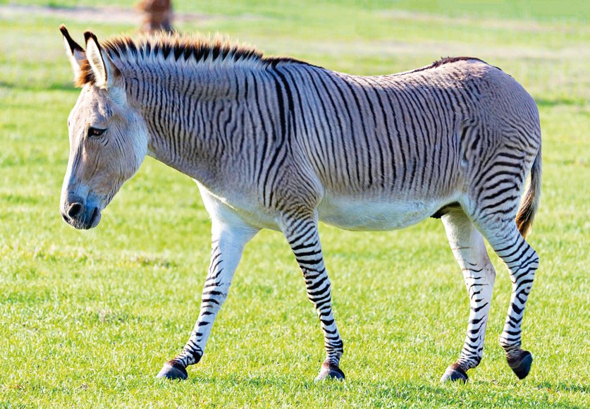 Zorse vzniká zkřížením samce zebry s klisnou