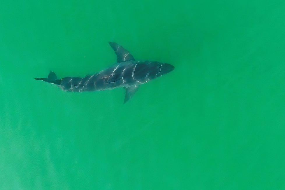 Žralok u kalifornských břehů.