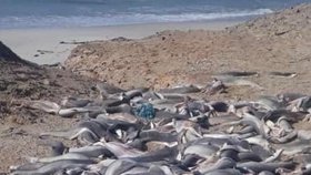 Na pláži v Kapském Městě se objevily vyplavené mrtvolky žraločích mláďat.