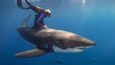 Ocean Ramsey se potápí se žralokem bílým