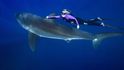 Ocean Ramsey se veze na žraloku bílém