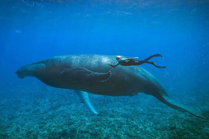 Ocean Ramsey se potápí s velrybou