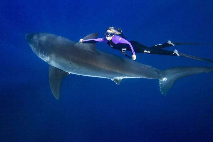 Ocean Ramsey se veze na žraloku bílém