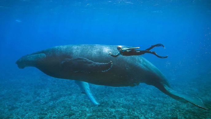 Ocean Ramsey se potápí s velrybou