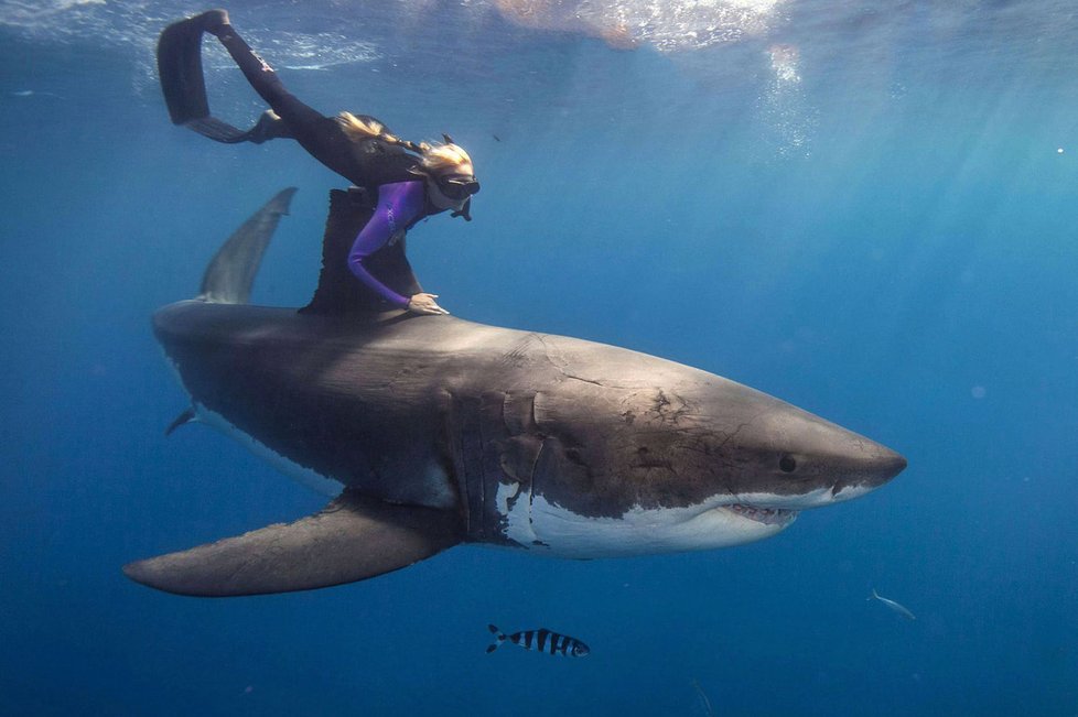 Ocean Ramsey se potápí se žralokem bílým.
