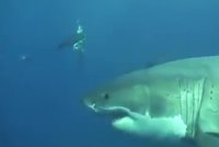 Útoky žraloků na lidi zachycené kamerou: Záběry plné bolesti, strachu i umírání