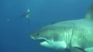 Útoky žraloků na lidi zachycené kamerou: Záběry plné bolesti, strachu i umírání