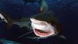 Žralok má tři řady zubů v dolní čelisti a dvě v horní.