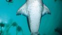 Pán všech vod – velký bílý žralok je krok před vyhynutím. Okolo celého afrického kontinentu se pohybuje sotva 850 jedinců a do desesti let tu nebude ani jeden.