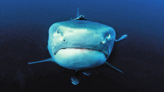 Český fotograf žraloků Richard Jaroněk: Když se lovec stane lovnou