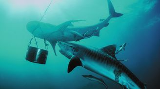 Žraloci: Obávaní mořští predátoři s právem zabíjet a přežít nejsou takovými monstry, za které je máme