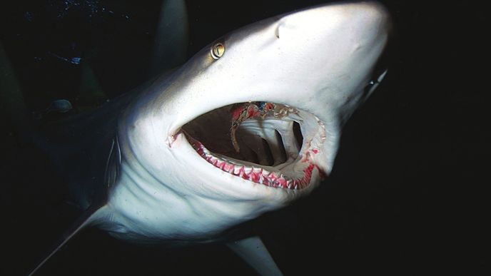 Potápění se žraloky aneb Když vám čtyřmetrové monstrum sežere kameru