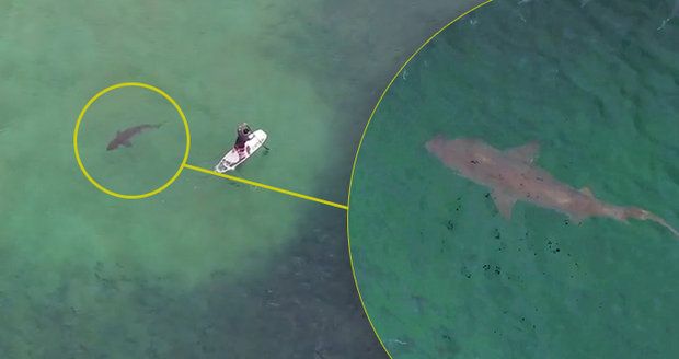 Momenty hrůzy: Žralok kroužil kolem muže na paddleboardu. Odhalil ho dron