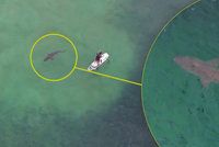 Momenty hrůzy: Žralok kroužil kolem muže na paddleboardu. Odhalil ho dron
