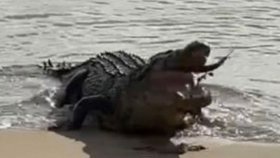 Skoro prvotřídní záběry se povedly natočit ženě na pobřeží Queenslandu. Zachytila pořádný kus krokodýla, jak slupl na břehu se plácajícího žraloka.