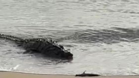 Skoro prvotřídní záběry se povedly natočit ženě na pobřeží Queenslandu. Zachytila pořádný kus krokodýla, jak slupl na břehu se plácajícího žraloka.
