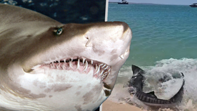 Šokující video zachycuje smrtícího žraloka tygřího, který u pláže v Austrálii zběsile lovil svou kořist.