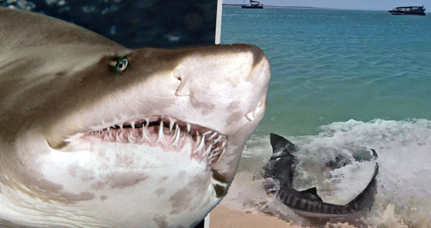 Děsivé záběry: Smrtící žralok tygří zaútočil v mělčině!