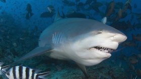 Žralok bělavý patří mezi nejagresivnější a největší druhy žraloků.