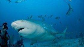 Žralok bělavý patří mezi nejagresivnější a největší druhy žraloků.