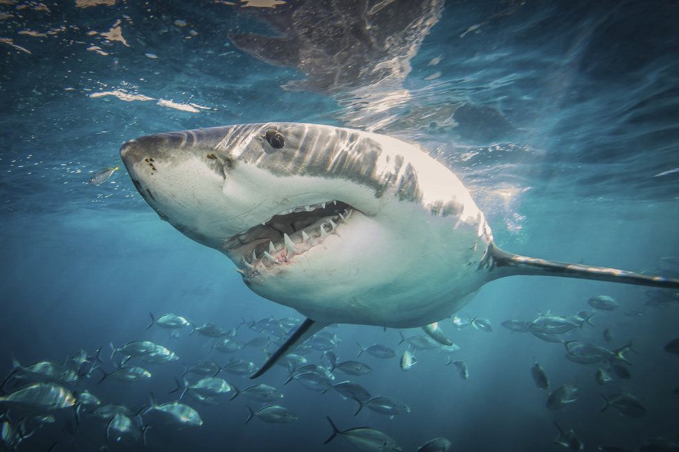 Žralok bílý nemá problém zaútočit na člověka. Běžně se ale živí lachtany, rybami a mořskými ptáky.