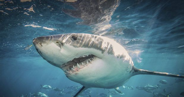 Muž (58) si šel na Havaji zasurfovat: Napadl ho osmimetrový žralok!