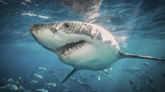 V Egyptě zemřel český turista napadený žralokem 
