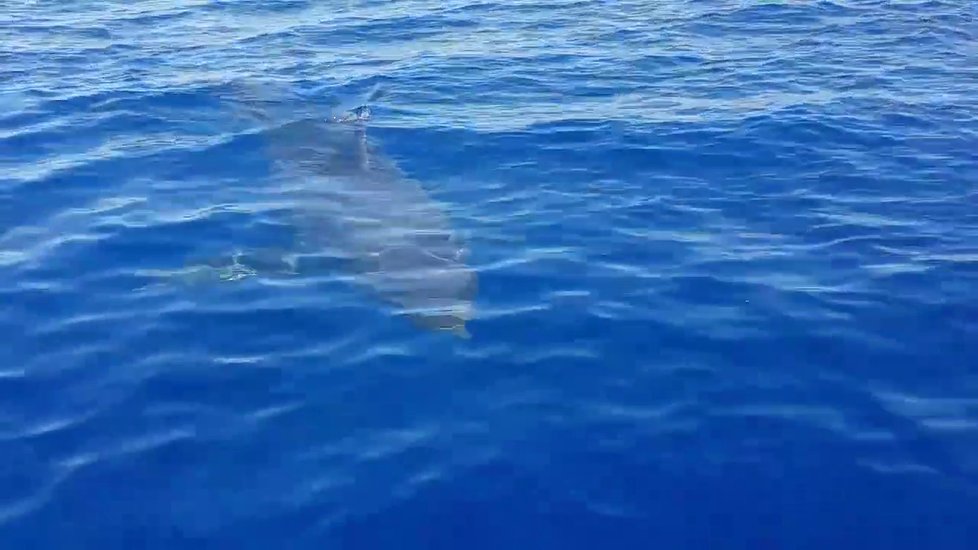 U italského ostrova Lampedusa kroužil šestimetrový žralok bílý kolem malé lodi.