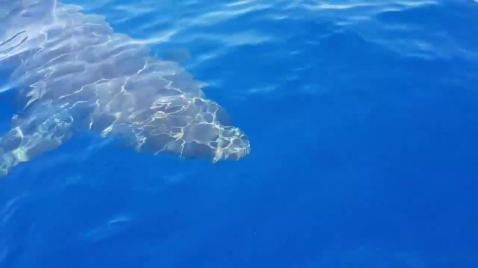 U italského ostrova Lampedusa kroužil šestimetrový žralok bílý kolem malé lodi.