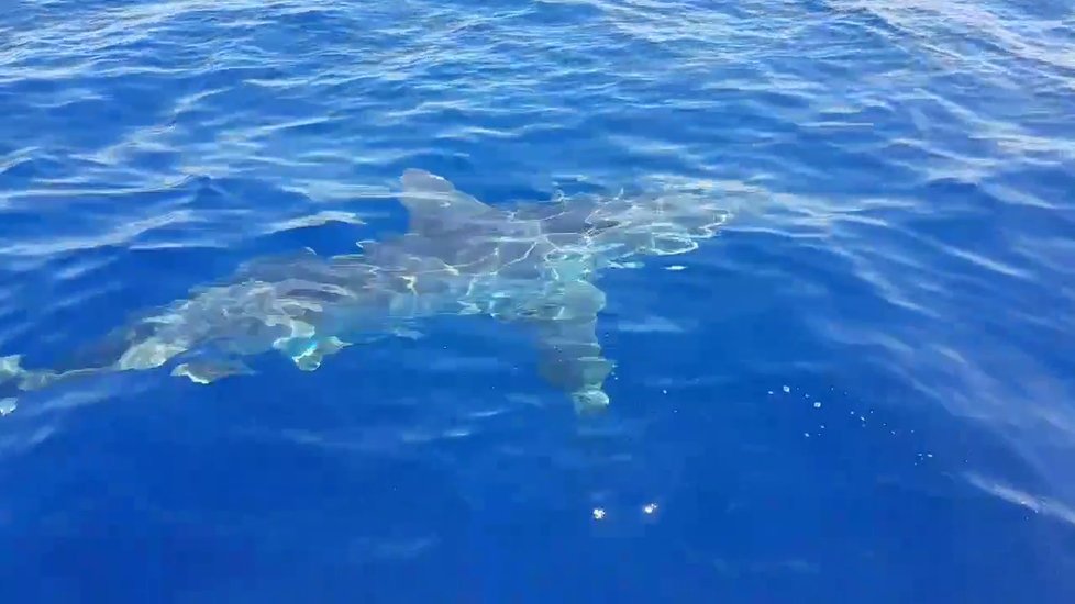 U italského ostrova Lampedusa kroužil šestimetrový žralok bílý kolem malé lodi.