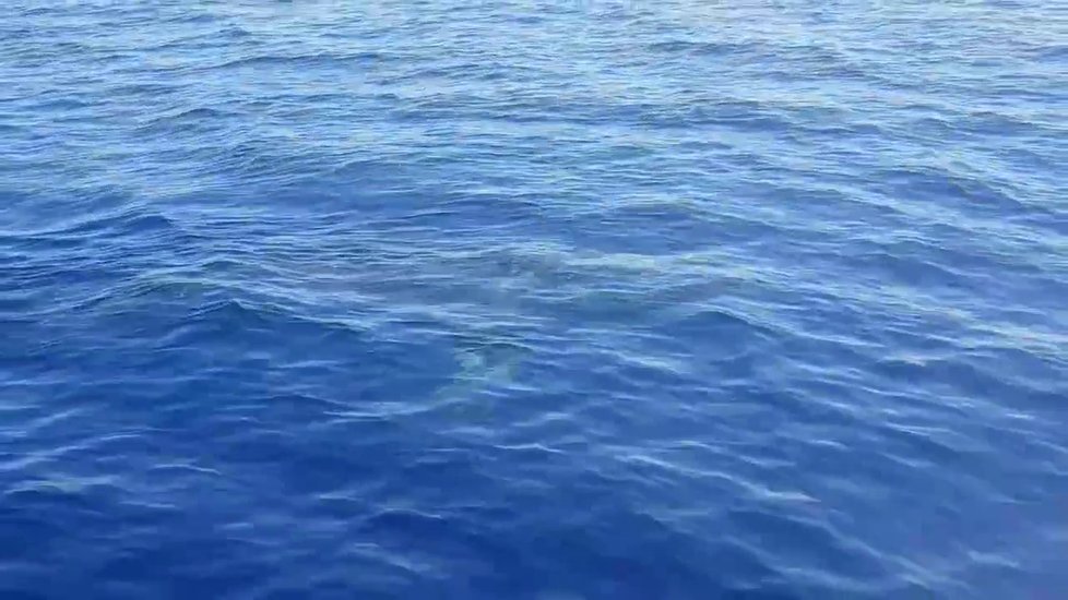 U italského ostrova Lampedusa letos v květnu kroužil šestimetrový žralok bílý kolem malé lodi.