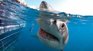 Žraloci na útěku: Z lidožroutů se stává kořist