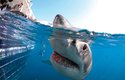 Velcí bílí žraloci jsou zvědaví a jako jediní vystrkují hlavy nad hladinu, aby se rozhlédl