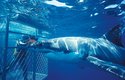 Úbytek žraloků postihuje i turistický průmysl, právě sem za nimi jezdí potápěči, kteří je fotí z klece