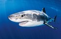 Žralok bílý patří k nejrychlejším žralokům, při útoku dosahuje rychlosti přes 40 km/hod