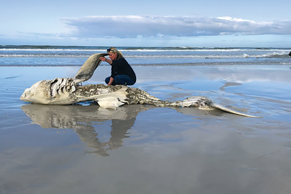 Vedoucí výzkumu Alison Townerová zkoumá mrtvolu velkého bílého žraloka vyvrženého na pobřeží
