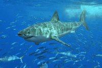 Žraločí samice rodí mláďata bez samce!