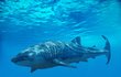 Žralok bílý. Dorůst může až 7 metrů a vážit až 3,5 tuny. Predátor a největší ryba, co v oceánech plave.
