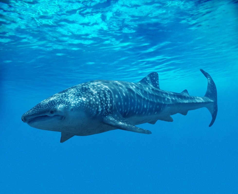 Žralok bílý. Dorůst může až 7 metrů a vážit až 3,5 tuny. Predátor a největší ryba, co v oceánech plave