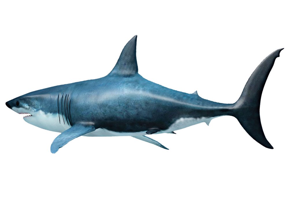 Žralok bílý je jen vzdáleným příbuzným megalodona