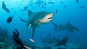 Britského turistu zranil při koupání na ostrově Tobago žralok býčí.