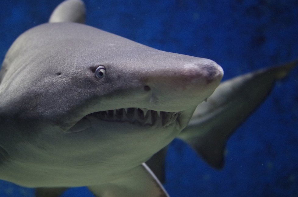 Zuby žraloka - jeho dokonalá zbraň