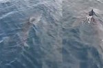 Žralok v Chorvatsku se přesunul, z Korčuly zpět na Makarskou