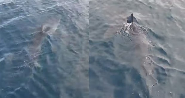 Žralok v Chorvatsku „pendluje“ mezi Makarskou a Korčulou. Máme video i mapu