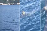 Turista na Jadranu natočil žraloka